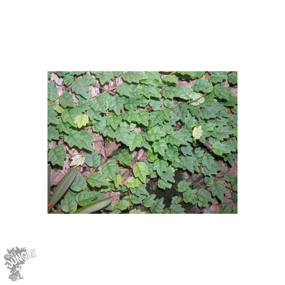 Ficus scandens box