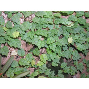 Ficus scandens