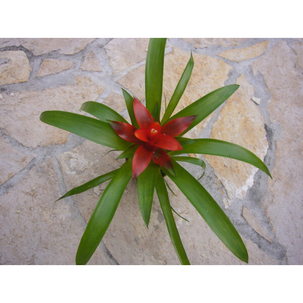 Guzmania red