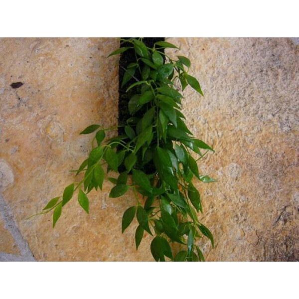 Dischidia livida von den Philippinen