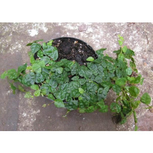 Ficus pumila var. minuta 