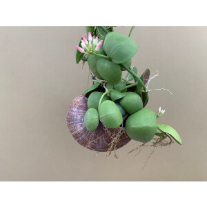 Dischidia pectenoides im Schneckenhaus