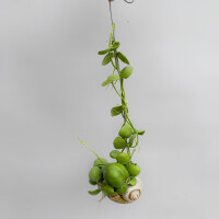 Dischidia pectenoides im Schneckenhaus