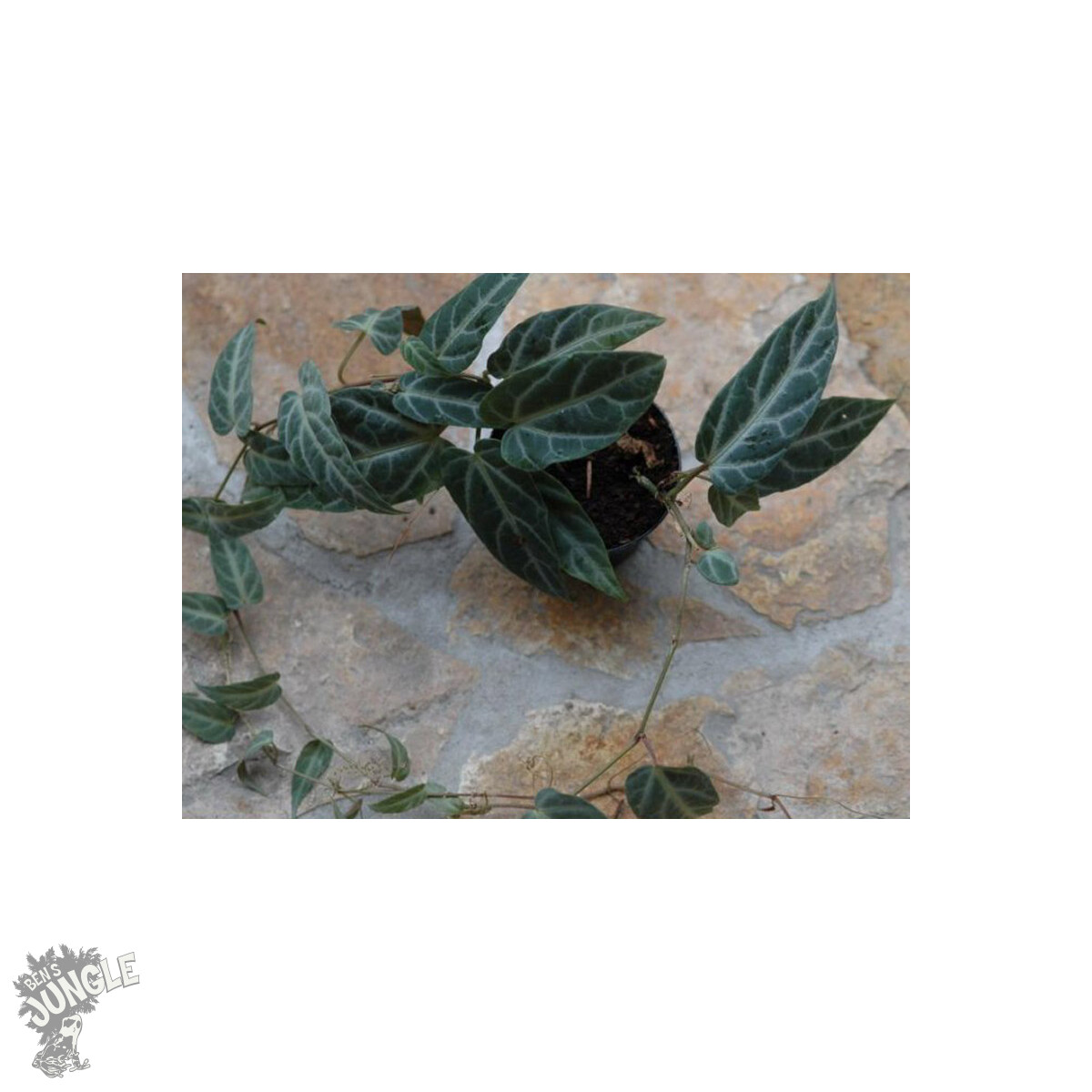 Cissus amazonica box