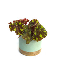 Begonia bowerae