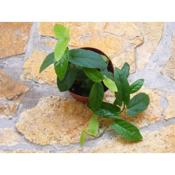 Ficus radicans (aka Ficus sagittata)