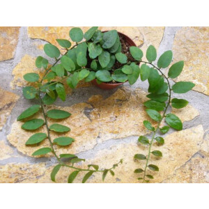 Marcgravia rectiflora 