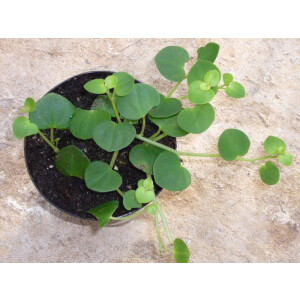 Neue Peperomia ( Ranke ) aus Französisch Guyana